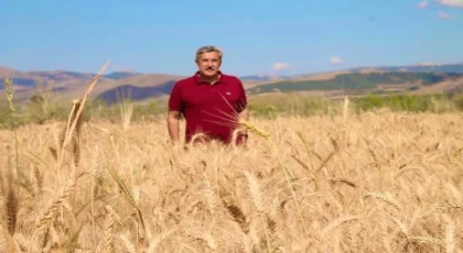 AMİK OVASINDA BUĞDAY HASADI BAŞLADI