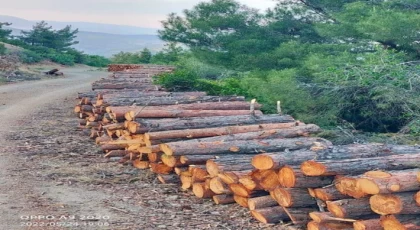 HATAY'DA AĞAÇLARI KATLEDİYORLAR!